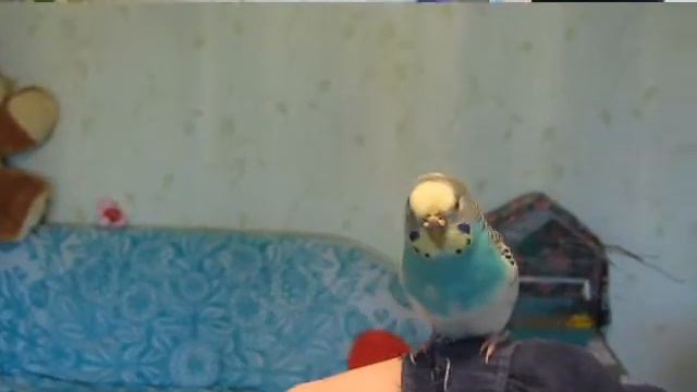 Кикулька