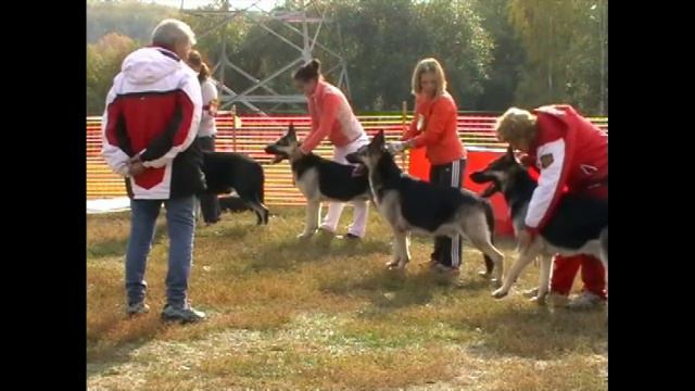 Кобели чемпионы