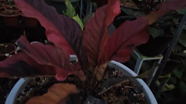 Propagating Anthurium Plants in Water?! See How This Gardener Does It!