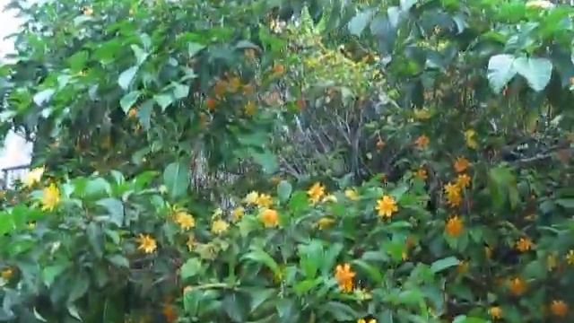 Gardenia carinata at Fairchild, Miami