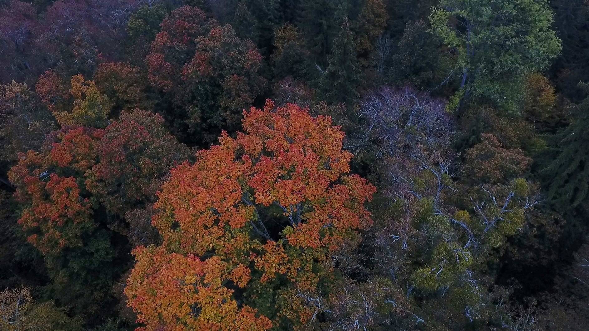Широколиственный теневой лес осенью. «Свислочско-Березинский»  заказник / Broadleaf forest