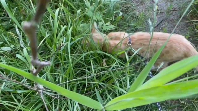 ПИРАТСКОЕ ДИТЯ ПОРАНИЛОСЬ! ПИРАТСКАЯ ЖИЗНЬ.