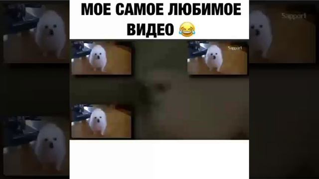 Канкан на собачьем🤣🤣🤣