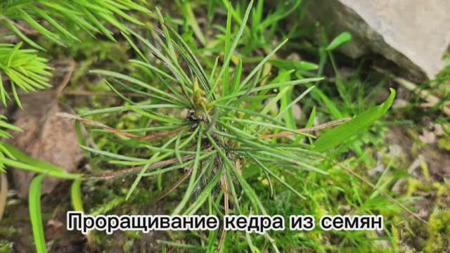 Проращивание кедра из семян