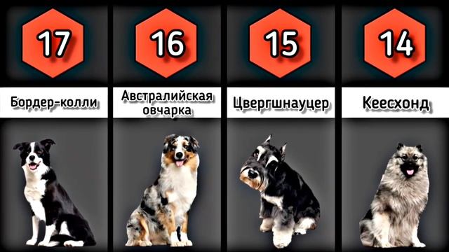 САМЫЕ УМНЫЕ ПОРОДЫ СОБАК В МИРЕ