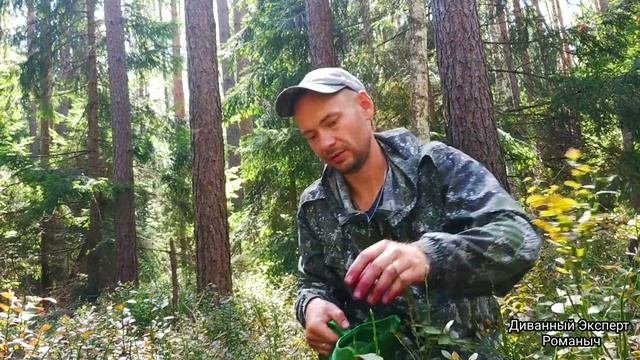 СБОР ЧЕРНИКИ В АВГУСТЕ! Цена на чернику 2023