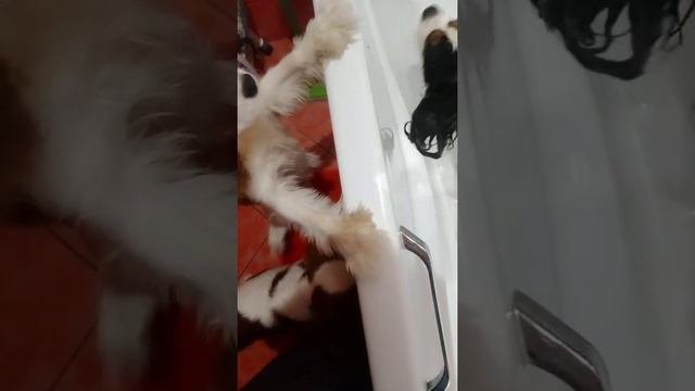 Кавалер кинг чарльз спаниель, питомник " Сибирский стиль "