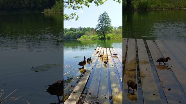 Утиные истории на голубых озёрах в Казани 🦆🦆🦆 Доза умиления 😍