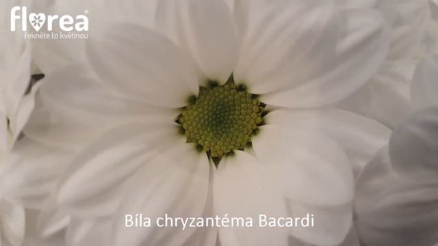 Bílá chryzantéma Bacardi - Florea.cz