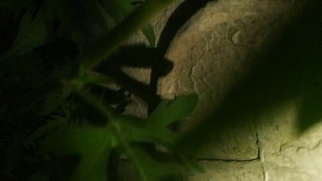 шикарные видео от Риты!)