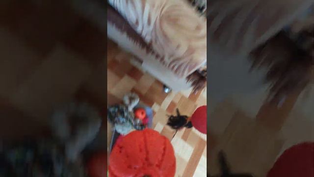 Лучшая игра Ризеншнауцера с мячиком дома.
