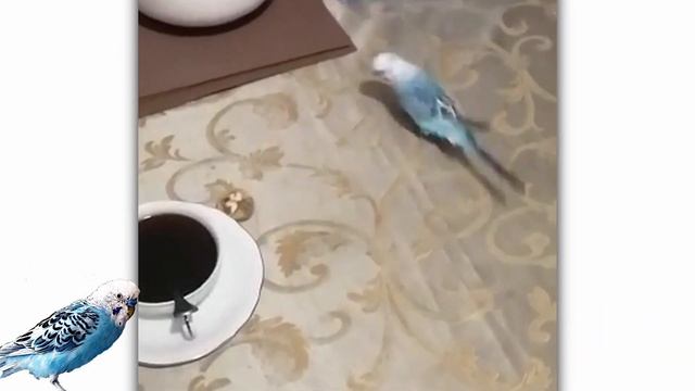 Попугай Кеша и компания №15/Кто в доме хозяин ?/Опасно спать в одной постели с животными