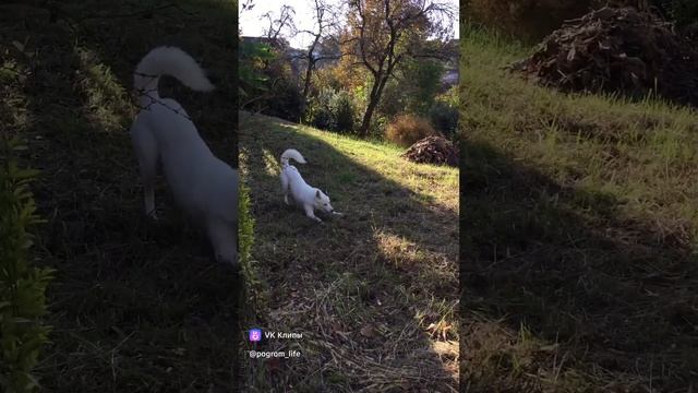 Забавы ради  ?