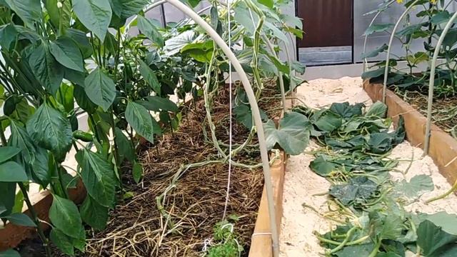 3 июля 2021г. ВОЗВРАЩАЮ ПРЕЖНИЙ СПОСОБ УХОДА ЗА ОГУРЦОМ