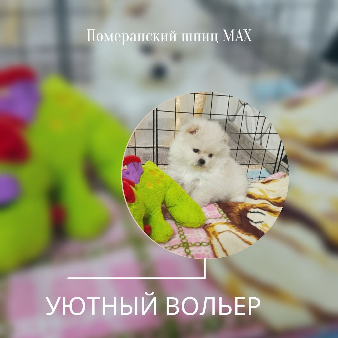 Уютный вольер (ᵔᴥᵔ)