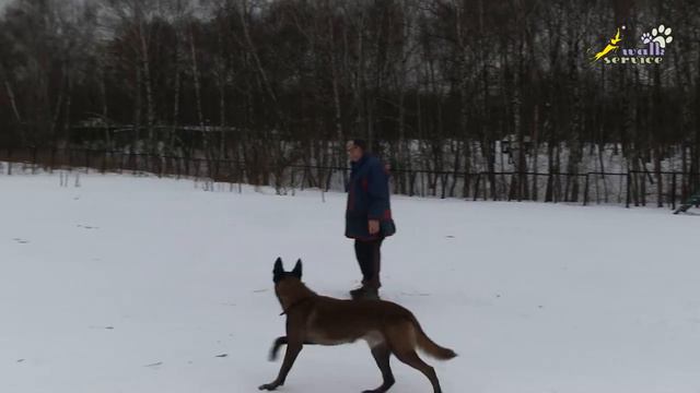 Отдельные команды сидеть, лежать, стоять, с движения через обход, дрессировка ОКД