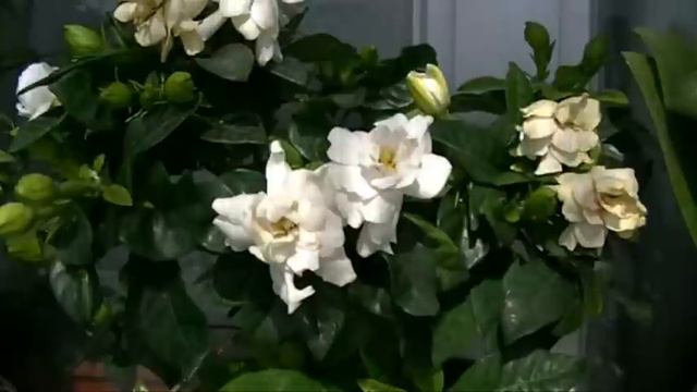 Blooming Gardenia