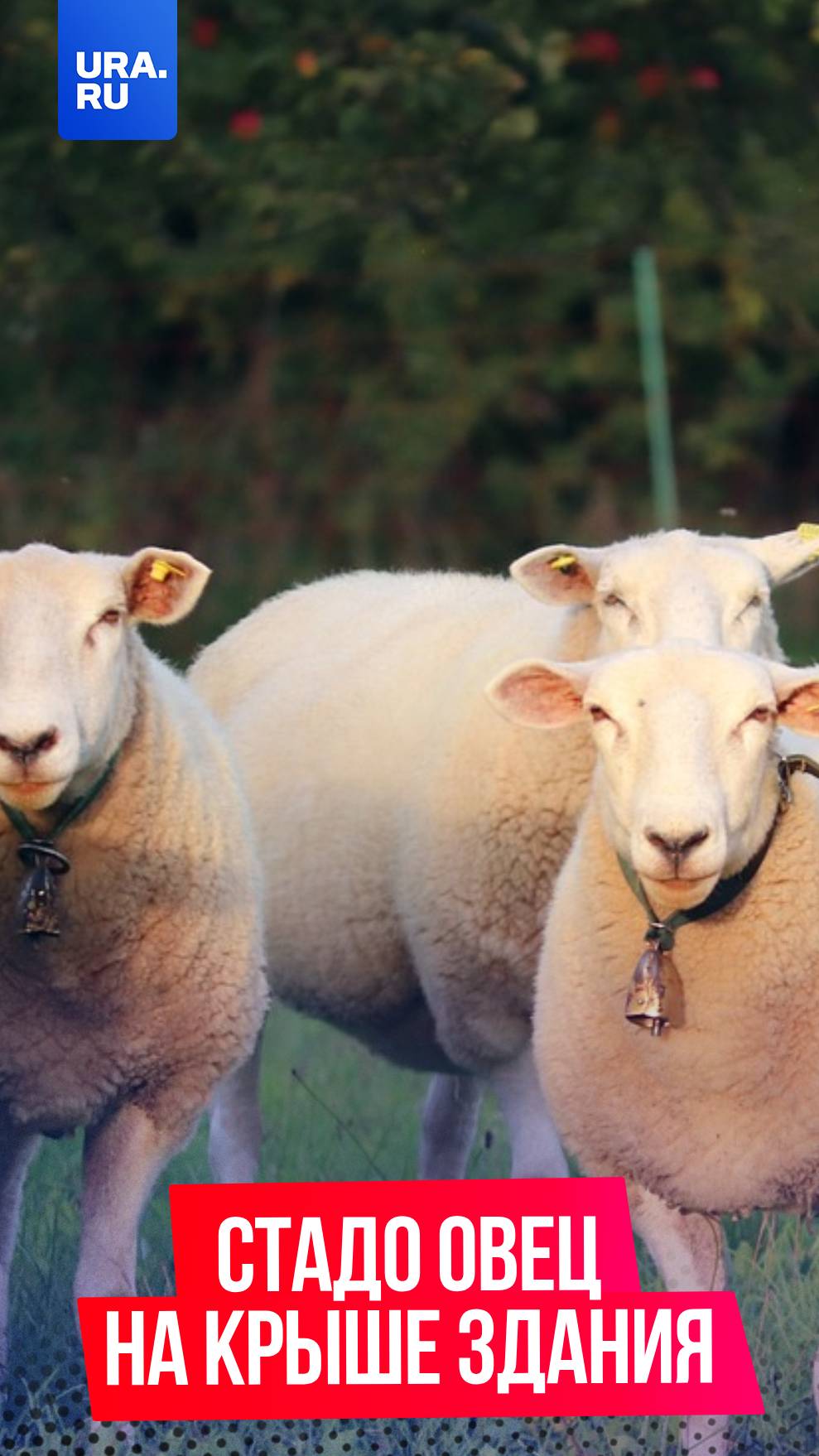 В Омской области стадо овец забралось на крышу сеновала