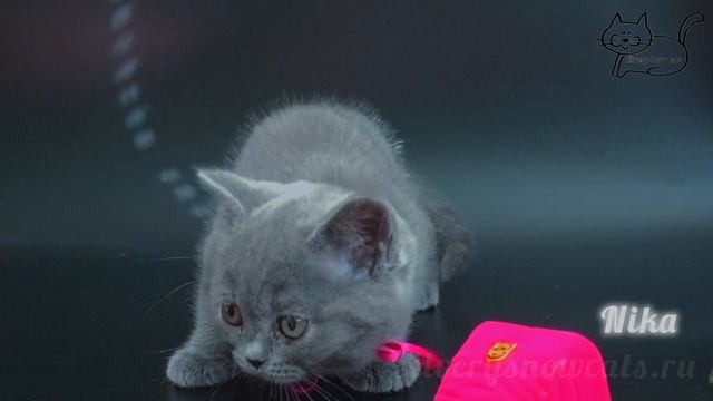 Британская кошечка голубого окраса. Фотомодель