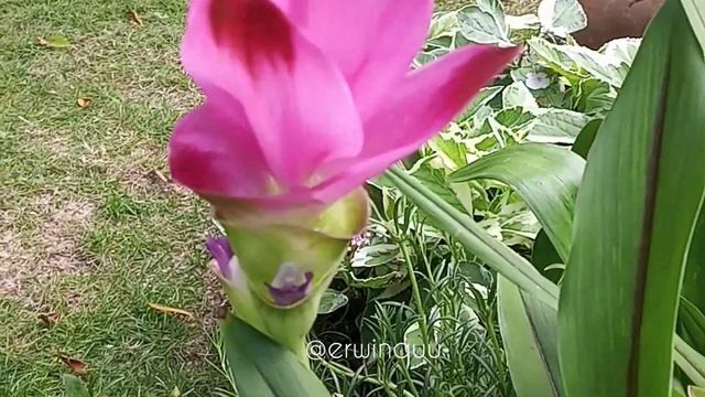 Curcuma Alismatifolia