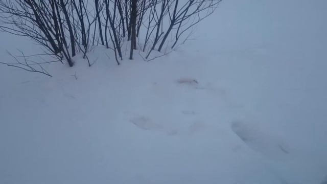 Ласка на снегу