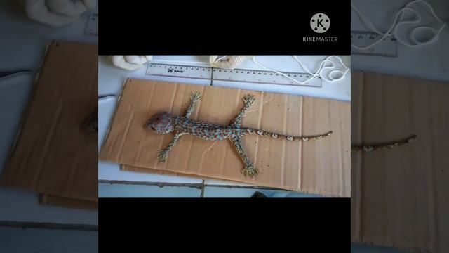 Zoologi Vetebrata || Reptil