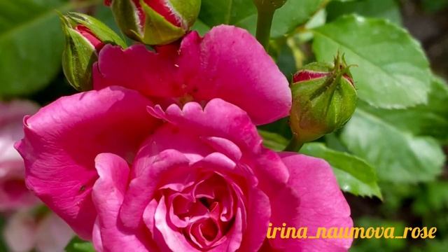 Роза Агнес  Шиллигер