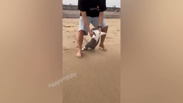 Смешные видео с кошками_Приколы с собаками_Приколы с животными_Очень смешные животные