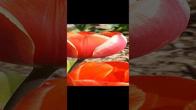 тюльпаны розово - оранжевые с белой каймой