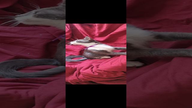 Котенок, мальчик, в добрые руки