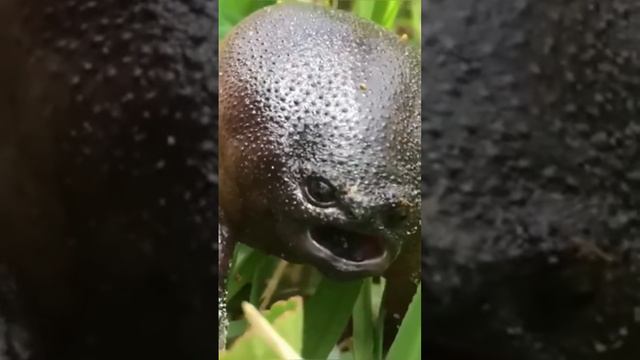 дождевые лягушки пищят