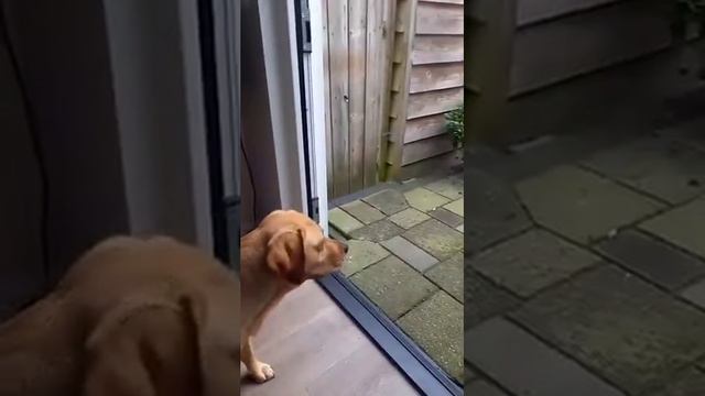 Собака открывает дверь