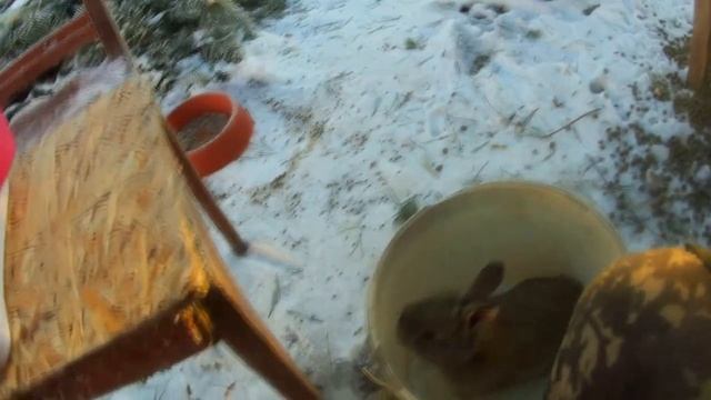ЭКСПЕРИМЕНТ!!!!!!!Бургунцы и Великаны вес крольчат в месяц!! Дешёвый комбикорм и горох!!!