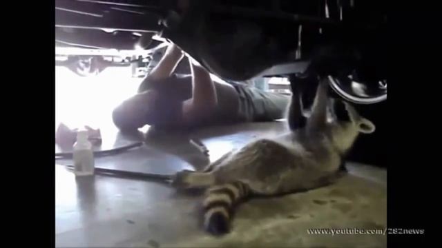 Приколы С ЕНОТАМИ Смешно до слез