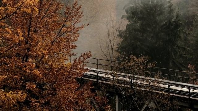 ОШО Аналитик и свидетель