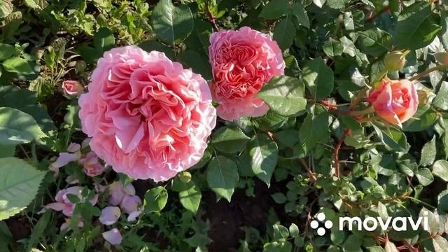 Английские розы Дэвида Аустина- Зе Эйншент Мэринер Голден селебрэйшнс и др второгодки