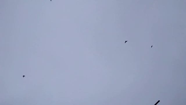 Краснодарские белобородые красные!?️?️?️