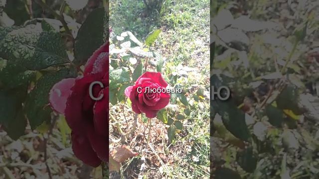 "Люби и делай всё, что хочешь!" - сказал блаженный Августин