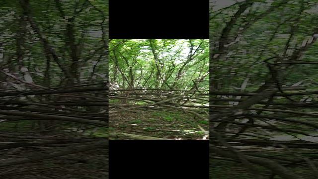 Природа лес релакс