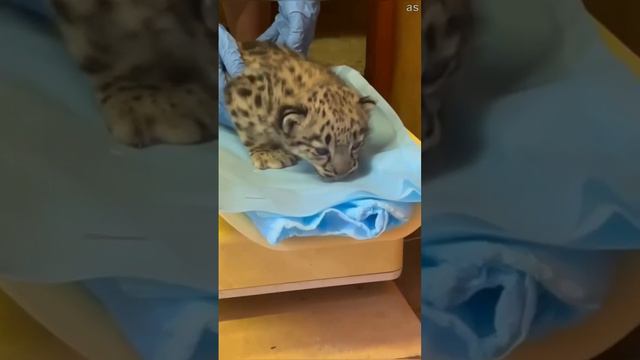 В Пермском зоопарке родились котята снежного барса