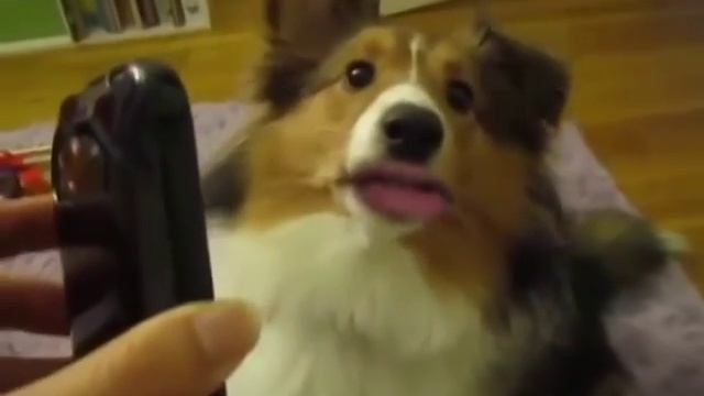 самые опасные собаки