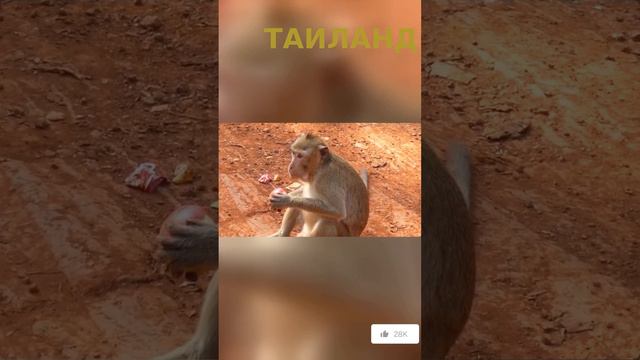 Удивительный Таиланд. Река Квай. #shorts