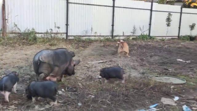Давай поиграем