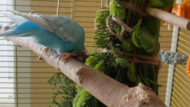 ВСЕ ПТИЧКИ НА ВЕТОЧКЕ, ОДИН Я, БЕДОЛАЖЕЧКА, В КЛЕТОЧКЕ! УРОК ДЛЯ ПОПУГАЯ. УЧИМ ПОПУГАЯ ГОВОРИТЬ.