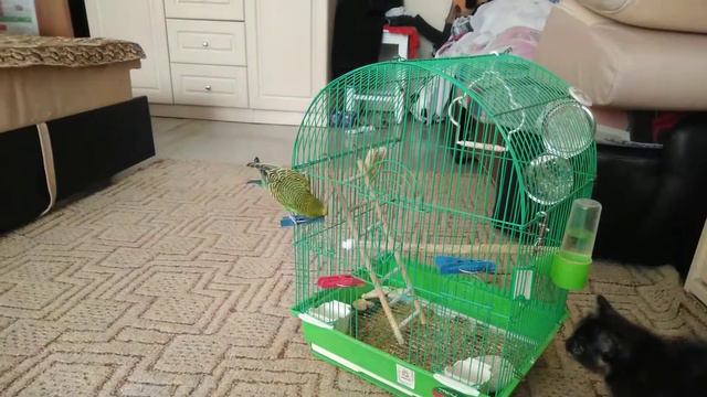 Знакомство попугая  и котёнка.