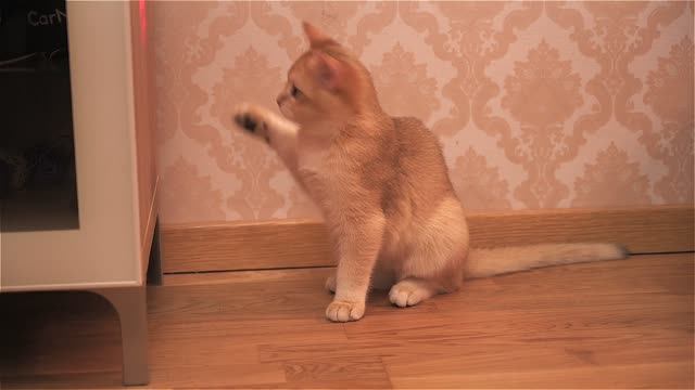 Котенок Ричи играет с лазерной указкой / Британская золотая шиншилла порода