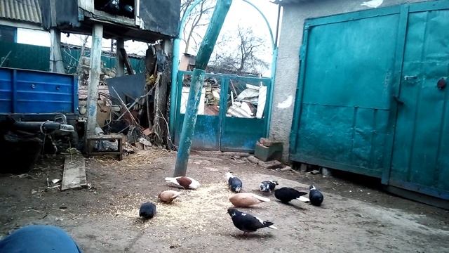 Николаевские голуби в Крыму