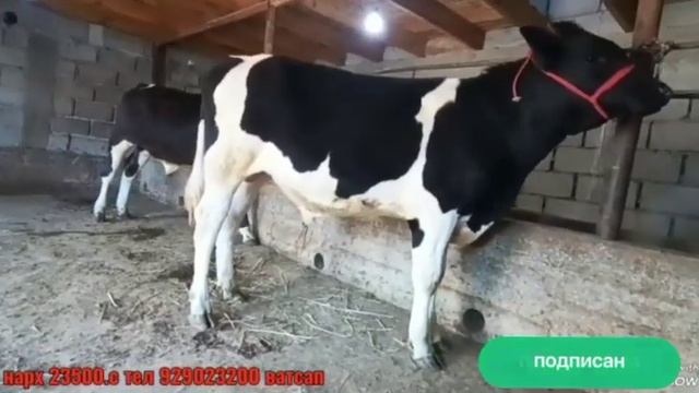 СРОЧНА МОЛИ ПАРОДА ФУРУШИ +992929023200☎️доставка ?молбозори хучанд
