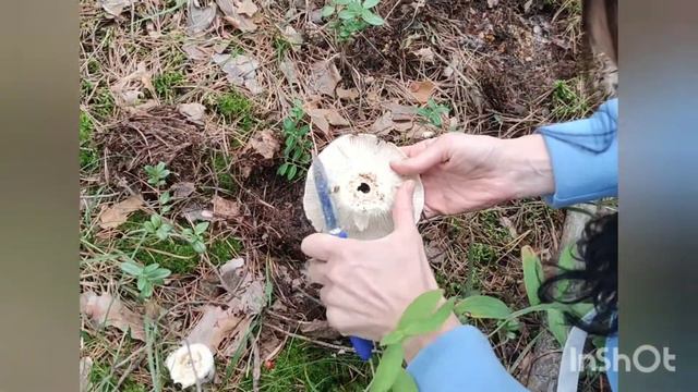 Путешествием по Новосибирской области на машине.