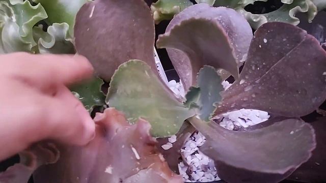 Veja !! Identificação das Suculentas gigantes raras da coleção parte 1. 😉